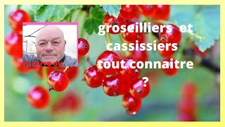 Groseilliers cassissiers comment avoir beaucoup de fruits [upl. by Mercola]