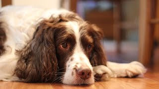 Grooming an English Springer Spaniel A Step by Step Guide [upl. by Llesirg]