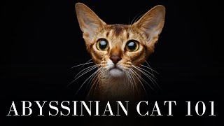 Abyssinian Cat 101  Everything You Need to Know [upl. by Clite]