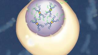 FISH Technique Fluorescent In Situ Hybridization HD Animation 1 [upl. by Xuagram]