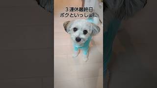 ３連休終わるけど、来週も３連休！幸せ【犬飼いの幸せ】 今日のワンコ 多頭飼い dog dogshorts [upl. by Hallie]