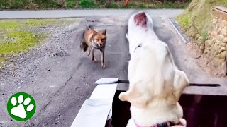 Wild Fox Approaches Disabled Dog [upl. by Miranda146]