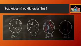 EB9 cellule diploides et haploides part 1 [upl. by Hedveh]