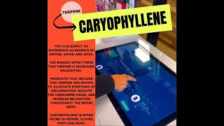 CARYOPHYLLENE [upl. by Bruns]