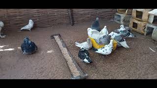 thiate Éleveur des pigeons de race au Sénégal [upl. by Inilahs]