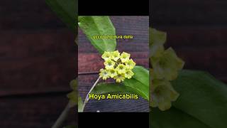 Hoya Amicabilis [upl. by Rudich]