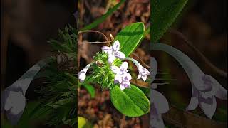 Asperula arvensis Rubiaceae family nature forestflower trending flowers garden natureforest [upl. by Wichern]