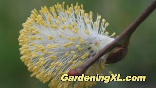 Salix Caprea in the Garden [upl. by Nosnev]