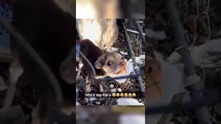 Perros y Gatos en Momentos Hilarantes 😂🐱🐶 RivalidadDivertida GatosVsPerros [upl. by Yonah]