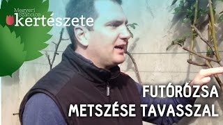 Futórózsa metszése tavasszal  Megyeri Szabolcs Kertészet webáruház [upl. by Stacia]