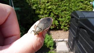 Punaise deau géante senvole  Giant water bug taking off [upl. by Ambrosius]