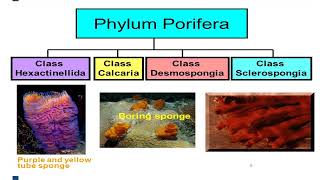Faunistique CHAPITRE 23  SPONGIAIRES ET CNIDAIRES [upl. by Kurr198]