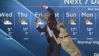 Weatherman has a ruff time [upl. by Grier]