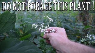 DO NOT FORAGE THIS PLANT White Snakeroot and Boneset Comparison [upl. by Ujawernalo]