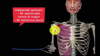 Stabiliteitsoefeningen voor de schouder [upl. by Attiuqahs]