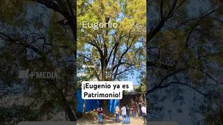 Árbol de 150 años es patrimonio en CDMX [upl. by Hamish]