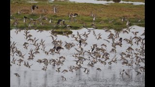 golden plover amp lapwing [upl. by Aidul349]