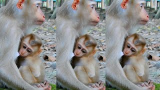 Cute Baby Lexi Monkey  Loves Baby Monkeys l Mix Baby Clip Today  Adventure Live [upl. by Acisej812]