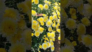 Beautiful chamanthi flowers agriculture farming flowers trending trendingshorts viralshort [upl. by Ressler697]