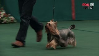 Australian Silky Terrier  Best of Breed [upl. by Ossie]