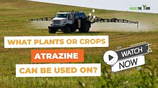 What Is Atrazine Used For Know Details [upl. by Lokcin]