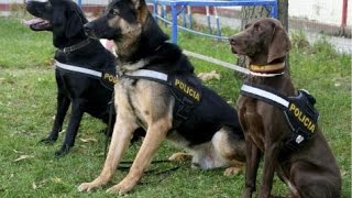 Entrenamiento de Perros Policías Parte 1  Héroes Caninos  TvAgro por Juan Gonzalo Angel [upl. by Thgiwed979]