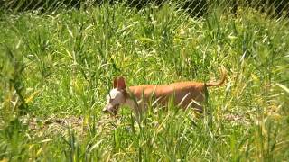 Tierschutz Spanien eV Podenco Maneto quotLoloquot [upl. by Jade408]