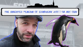 The Knighted Penguin of Edinburgh Zoo  Sir Nils Olav [upl. by Bobina]