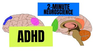 2Minute Neuroscience ADHD [upl. by King356]