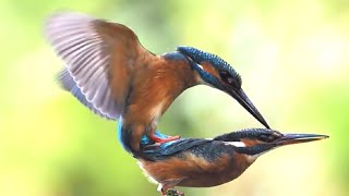 Mesmerizing Mating Rituals Witness Natures Spectacular Love Dance [upl. by Ahsym]