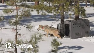 100000 reward offered for info on death of Mexican gray wolf [upl. by Bang]