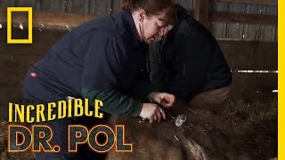 Cow Gas  The Incredible Dr Pol [upl. by Lidstone]