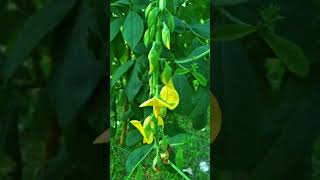 Crotalaria longirostrataflowers naturewithtuli shortsviral paharpur bangladesh heritage [upl. by Enileve]