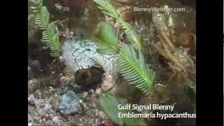 Sea of Cortez Blenny Battles  Blennywatchercom [upl. by Fedora351]