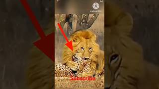 lion attack on leapard 🥶 animals shorts wildlife lion trending [upl. by Dleifxam]