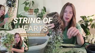 String of Hearts Ceropegia Woodii Care amp Repot  How to care for your string of things [upl. by Notloc]