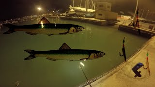 Pesca dei sardoncini o acciughe dal porto con il SABIKI o GIAPPONESE [upl. by Fiske]