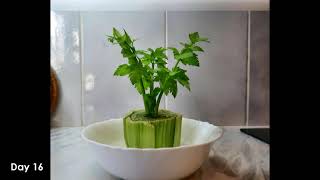 Regrowing Celery Time lapse  Growing from food scraps [upl. by Perl773]