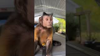 Capuchin MonkeyBoo Outside Time Recorded LIVE [upl. by Elacsap]