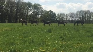 Jonge paarden in de wei ✰Vlog 21 ✰ [upl. by Noemi]