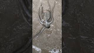 The octopus got scared into the hole😱quotyoutubeshorts [upl. by Cedell]