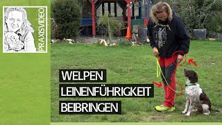 Welpen richtig erziehen ➡️ Welpe Leinenführigkeit beibringen ➡️ Praxisvideo ✔️ [upl. by Aldus]