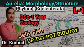 Aurelia JellyFish  Externally MorphologyStructure of Aurelia BSc1 Zoology Up TGT PGT BIOLOGY [upl. by Ahsika]