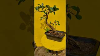 Ficus Benghalensis bonsai দেশী বট গাছের বনসাই viralvideo bonsaiideas shortsvideo shorts [upl. by Marillin948]