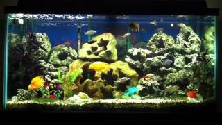 African Cichlid Tank [upl. by Yldarb]