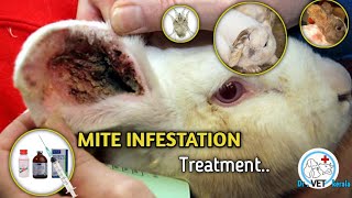 How to treat mite infestation in rabbit  rabbit ear mite treatment ear mite infection  mange [upl. by Boni]