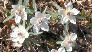 節分草 セツブンソウ 2017年2月26日撮影 Eranthis pinnatifida  柿平山野草の里 栃木県佐野市柿平町 [upl. by Adyam]