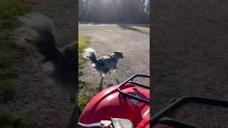 Chasing after an Australian shepherd on a quad sped up while sicko mode and chainsaw noises play [upl. by Yelehsa]