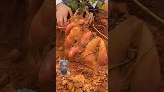 Digging Sweet Potato Is Never A Boring Thing satisfying shortsvideo [upl. by Spatz]