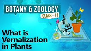 What Is Vernalization in Plants  Plant Growth and Development  Biology Class 11 [upl. by Analeh]